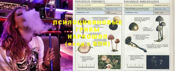 кокс Алзамай